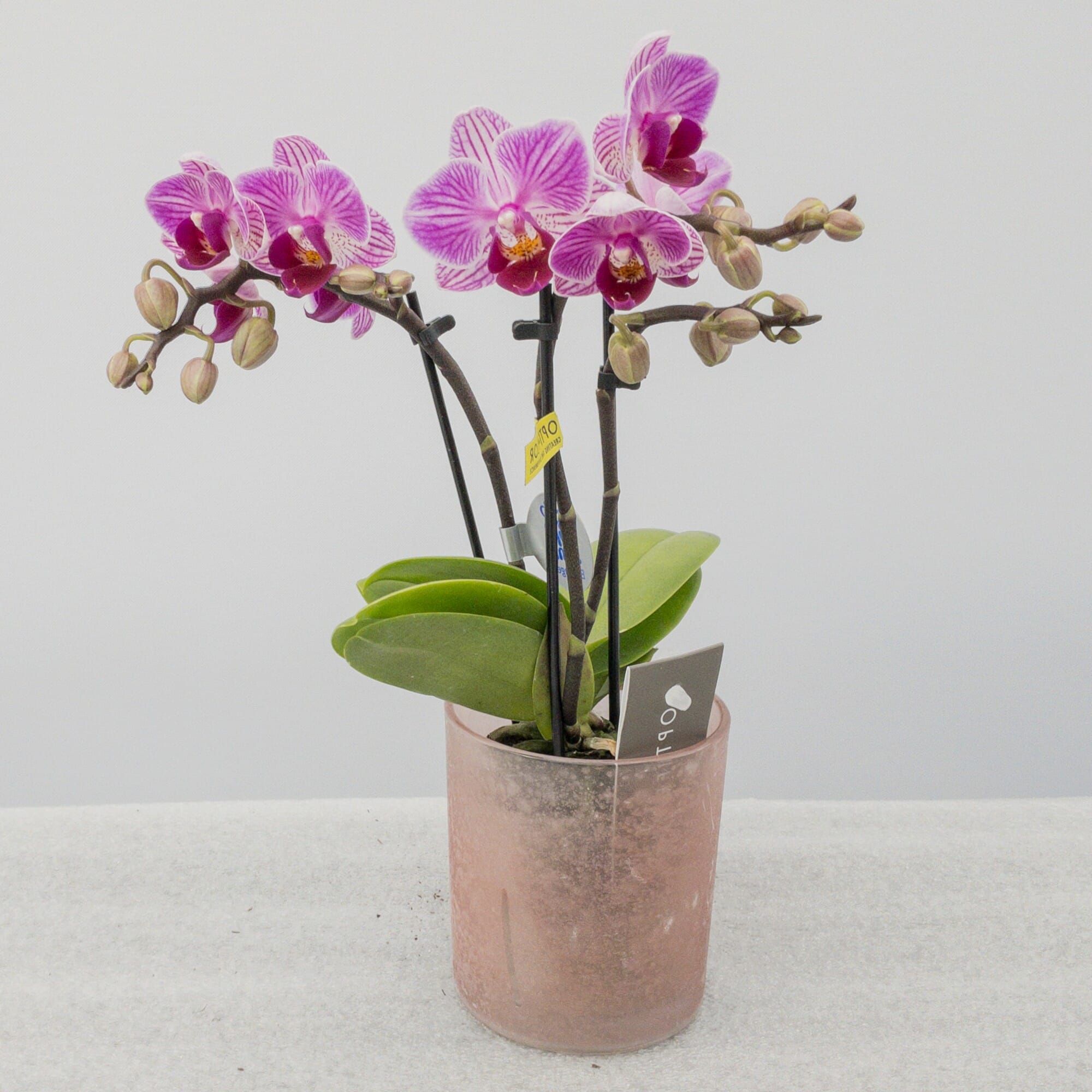 Review Phalaenopsis Maienblumen Orchidee